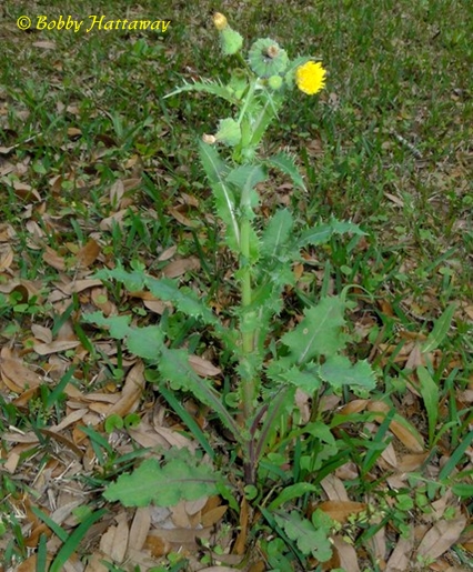 {Sonchus asper}